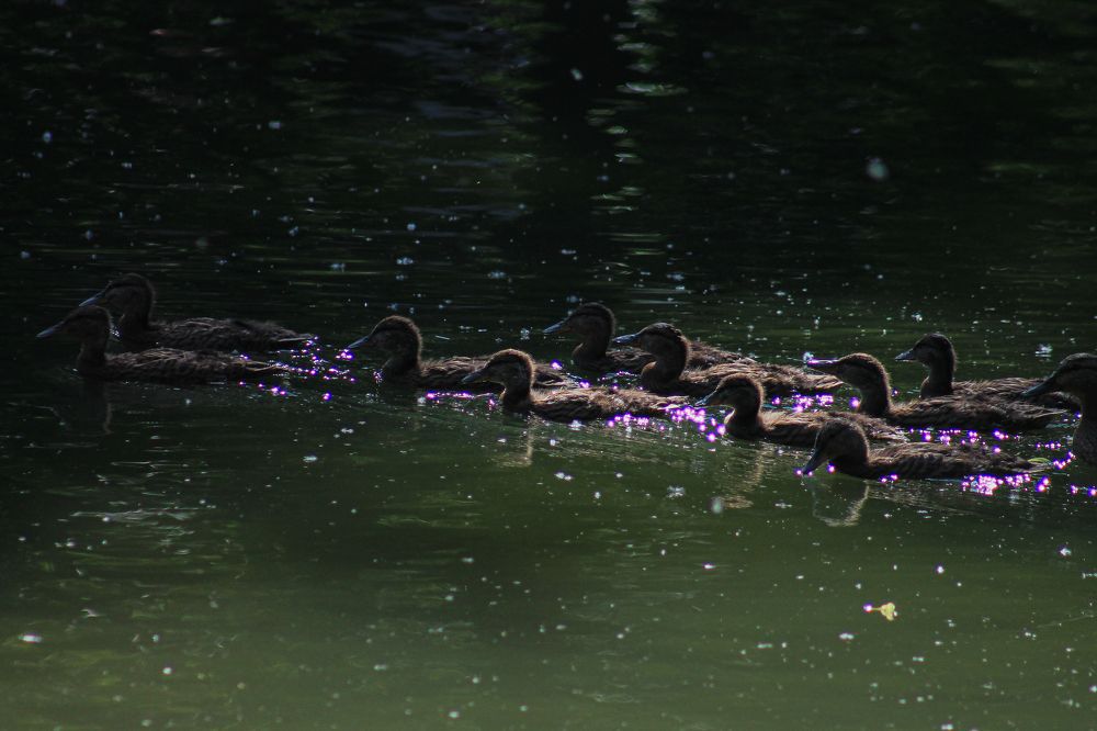 Photograph by Анастасия Псарёва