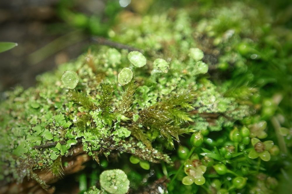 Photograph by Дина Чаица