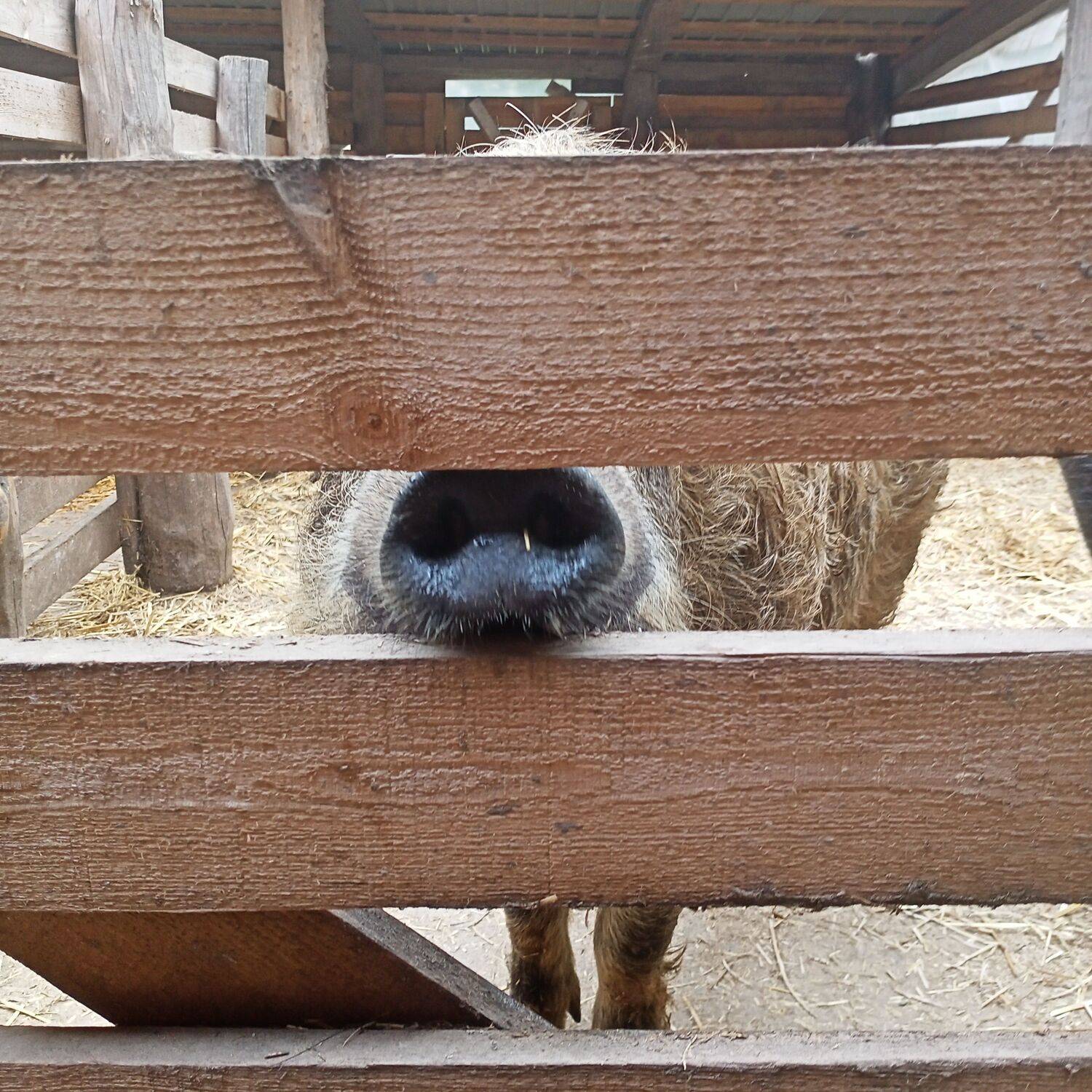 Photo #9544594