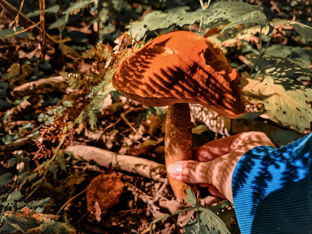 Photograph by Мария Шамина