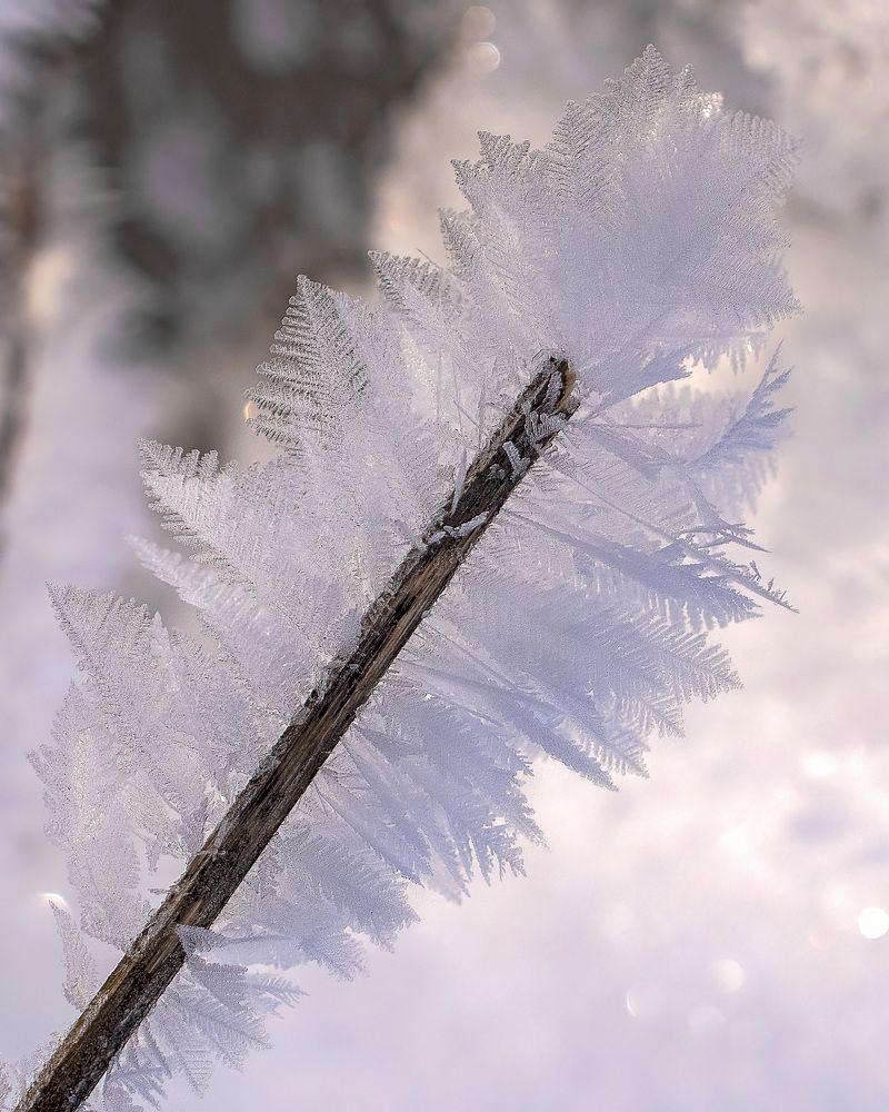 Photograph by Людмила Железнова