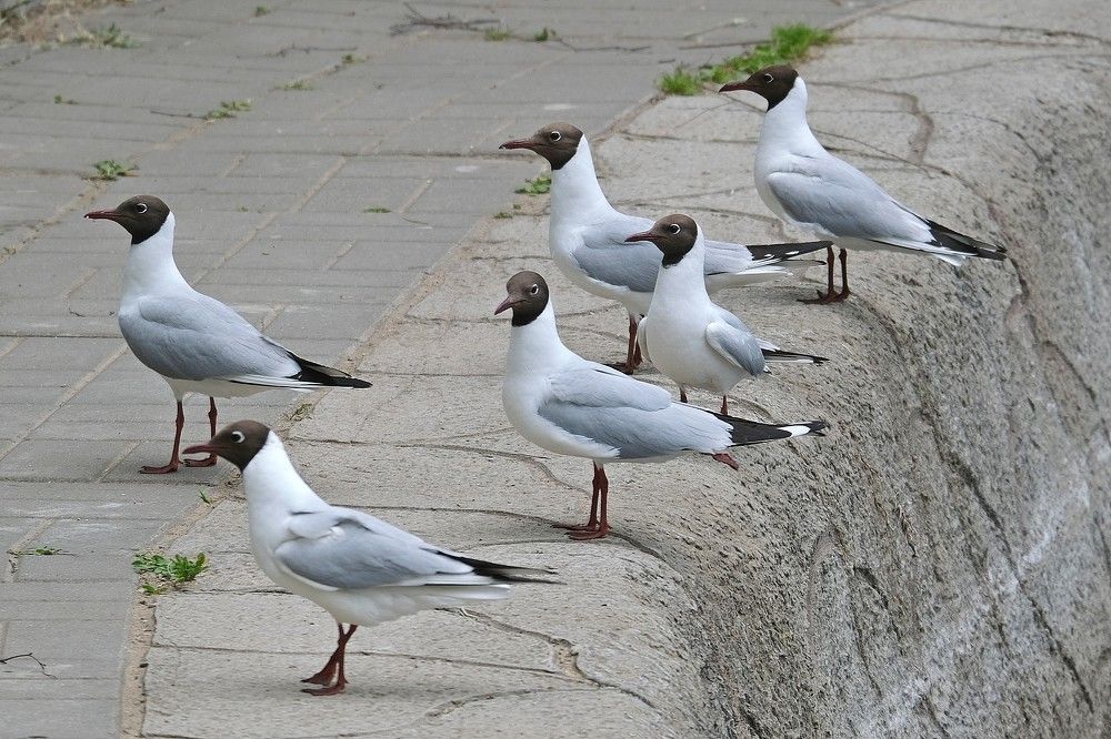 Городские чайки в белых манишках