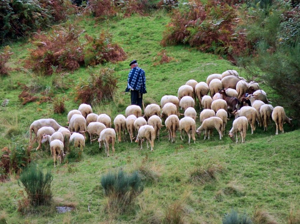 Herd and its shepherd