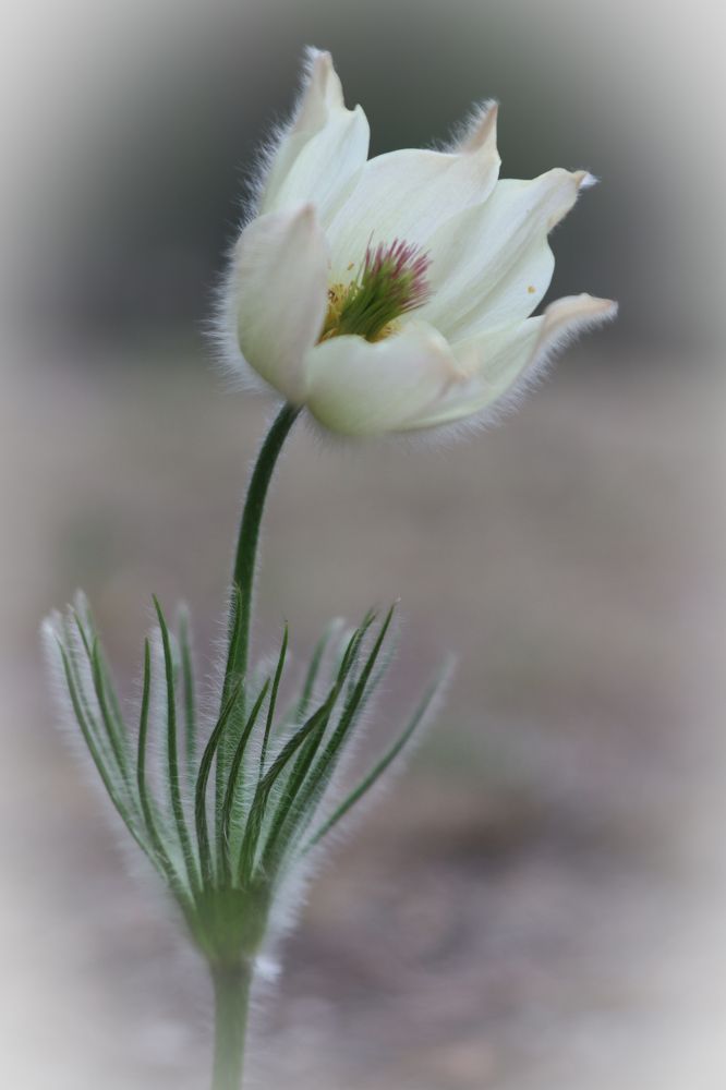 Фотография автора Елена Разина