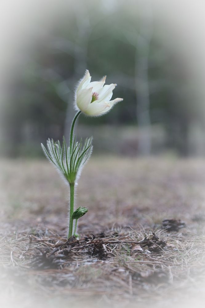 Фотография автора Елена Разина