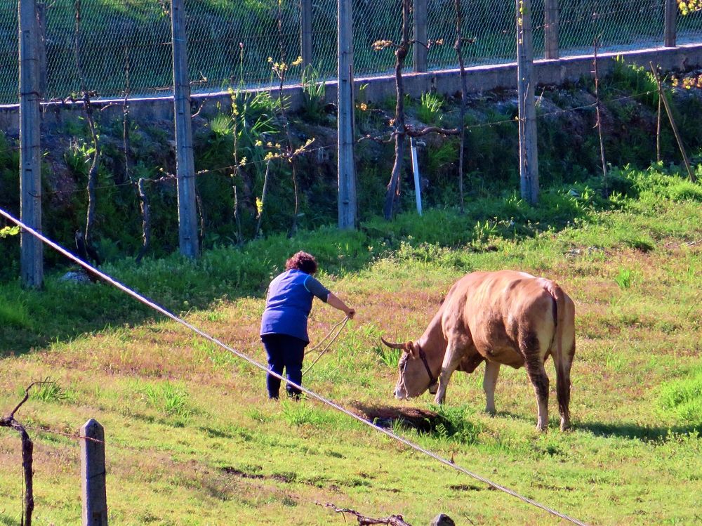 Farmer and her cow