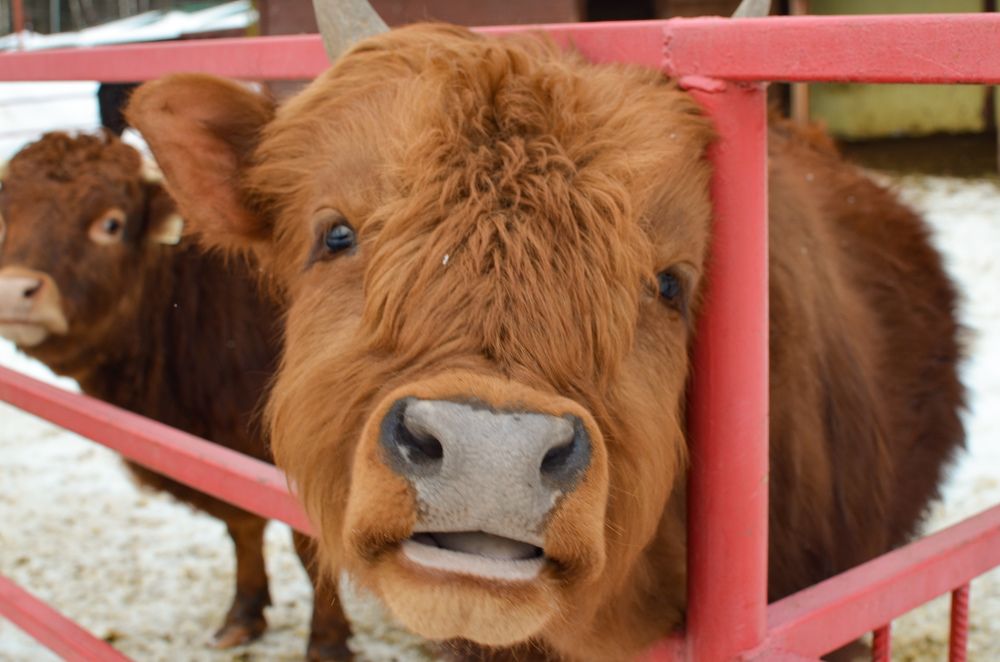 Photograph by Скоблина Юлия