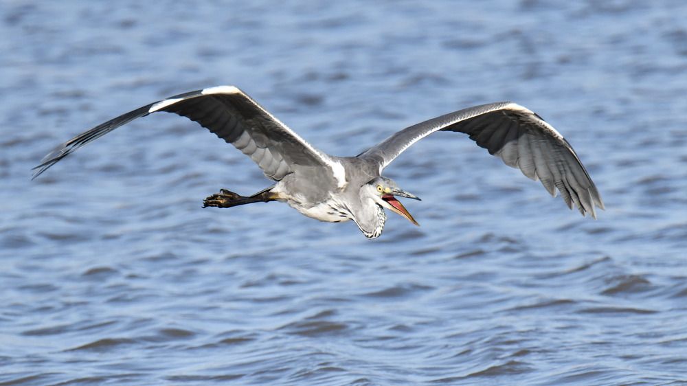 Серая Цапля.