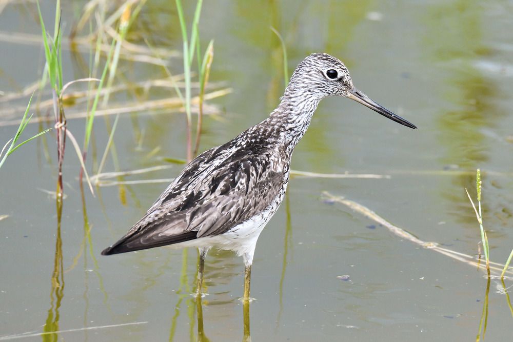 Большой Улит.