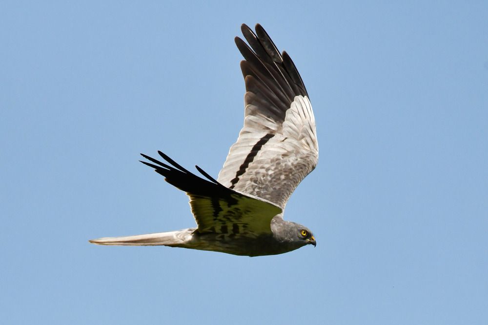 Луговой Лунь.