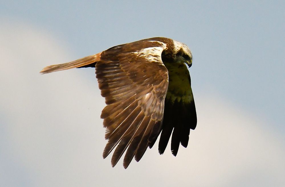 Болотный Лунь.