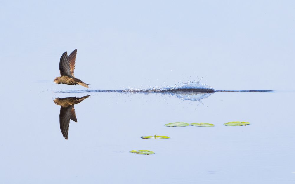 Фотография автора Богородицкий Артур