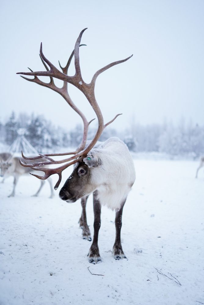 Оленья ферма