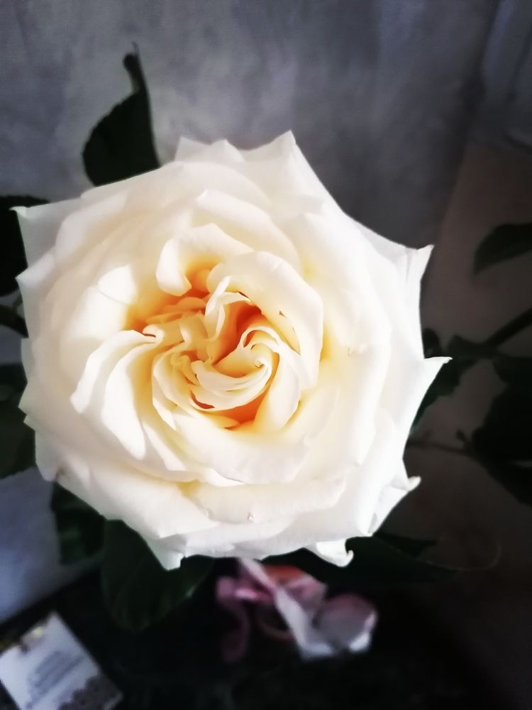 Photograph by Кристина Шмырева