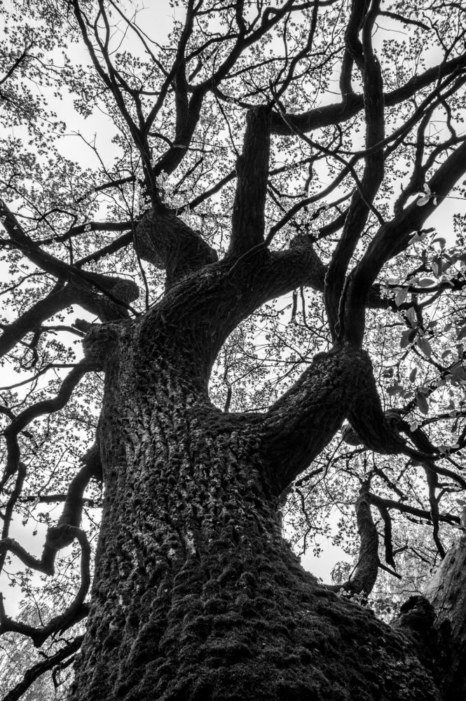 Чёрный цвет - 18