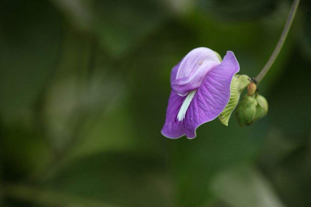 Фотография автора Delvis Romero