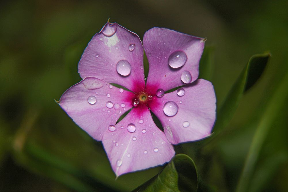 Фотография автора Delvis Romero