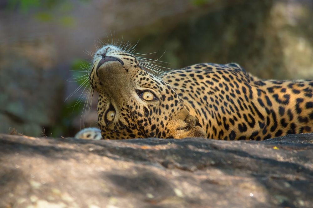 Photograph by Nadarajah Mauran