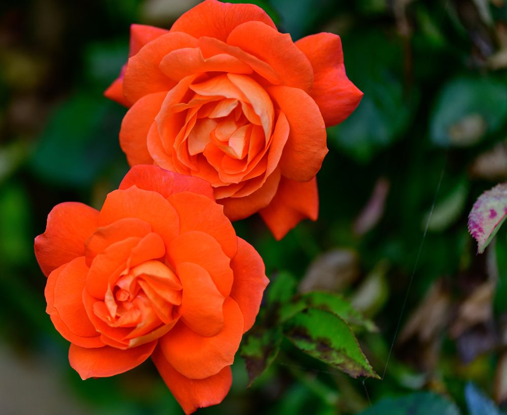 Photograph by Alexander