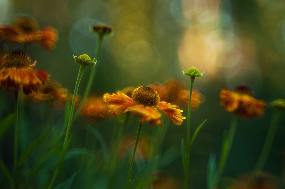 Photograph by Михаил Гаврилов