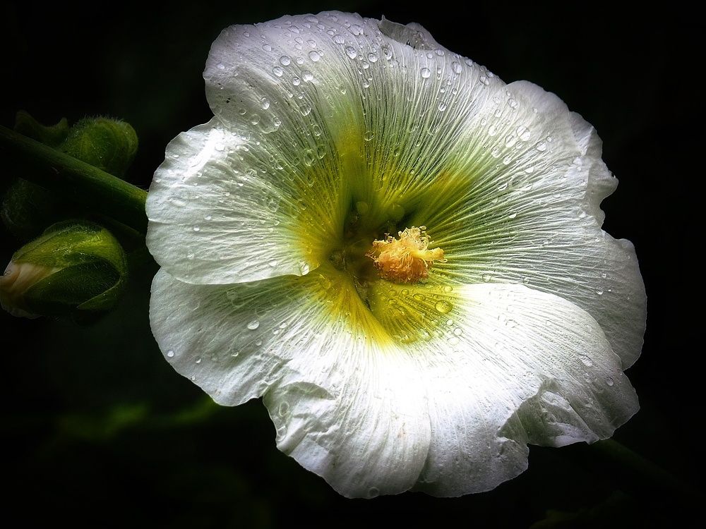 Photograph by Наталия Романова