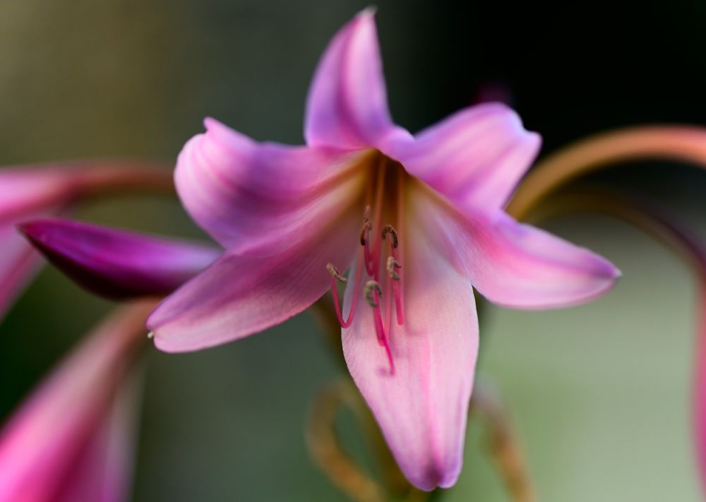 Photograph by Alexander