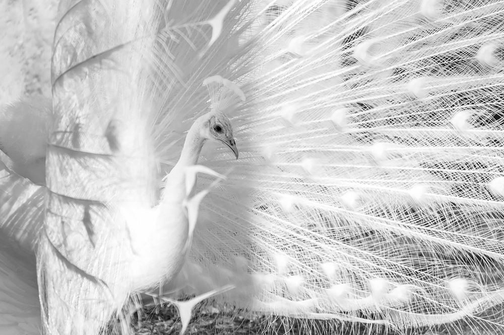 Photograph by Татьяна Грунтович