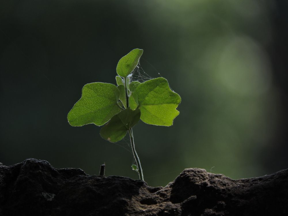 Photograph by Rajan Shah