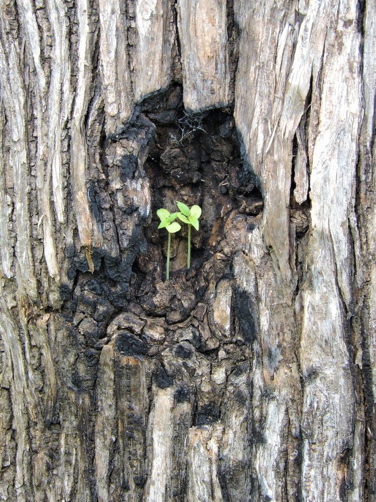 Photograph by Rajan Shah