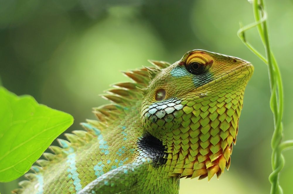 Photograph by Navodya Jayasinhe Arachchige Hashan