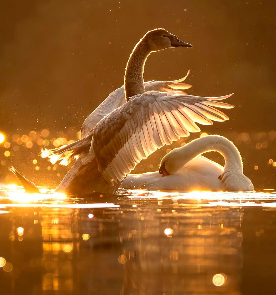 Photograph by Otto Acosta