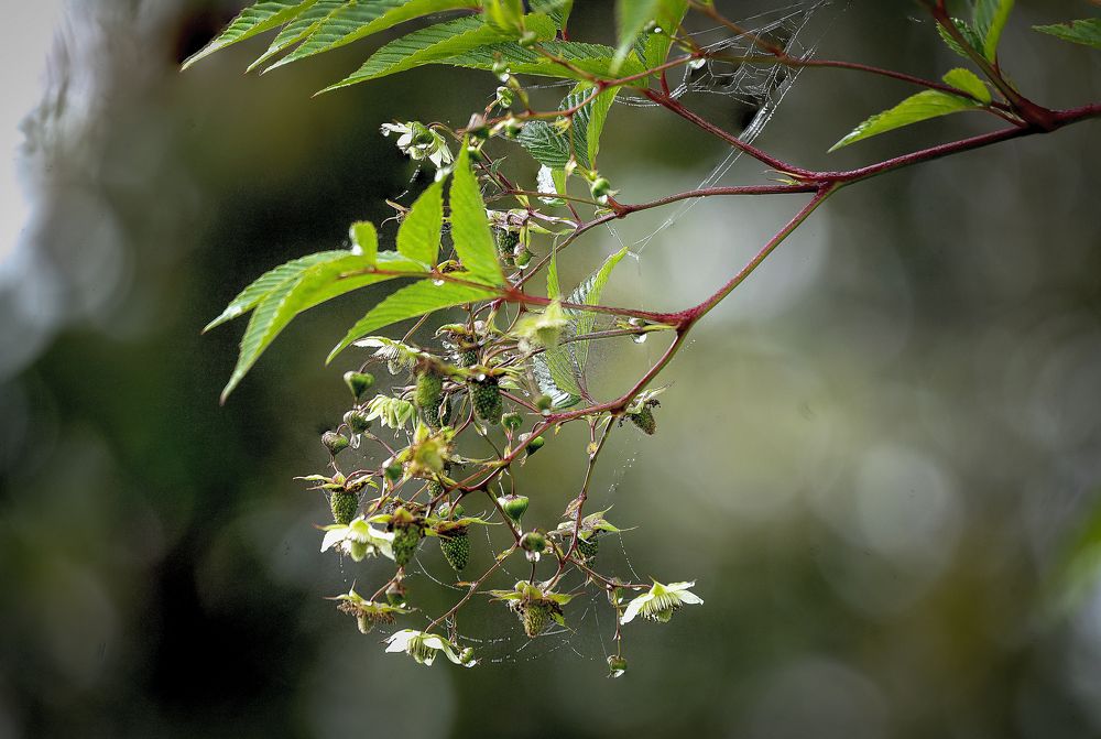 Photograph by Chee Fui Chin
