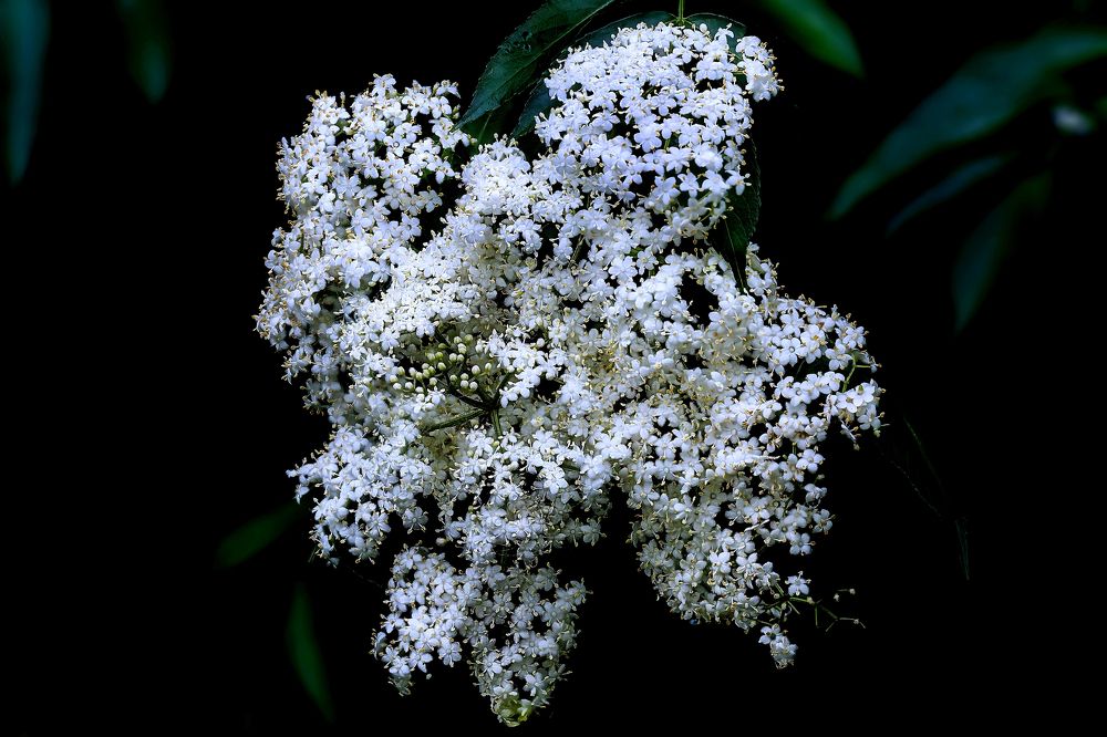 Photograph by Chee Fui Chin