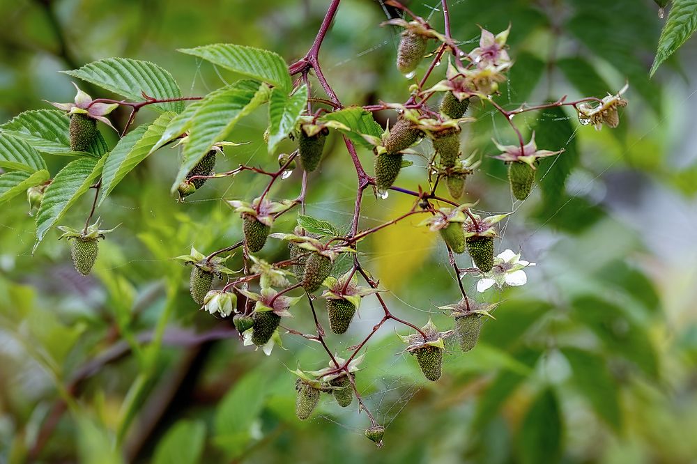 Photograph by Chee Fui Chin