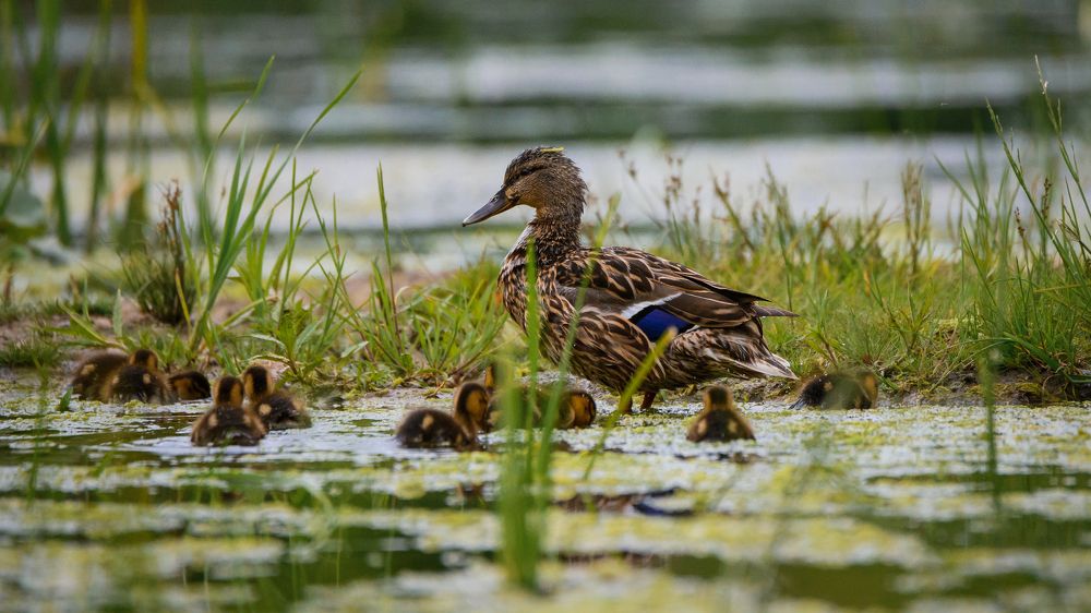 Photograph by Максим Маркин