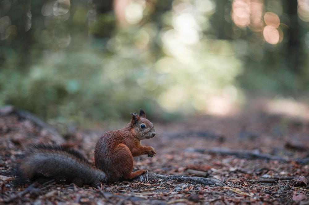 Белка в лесу