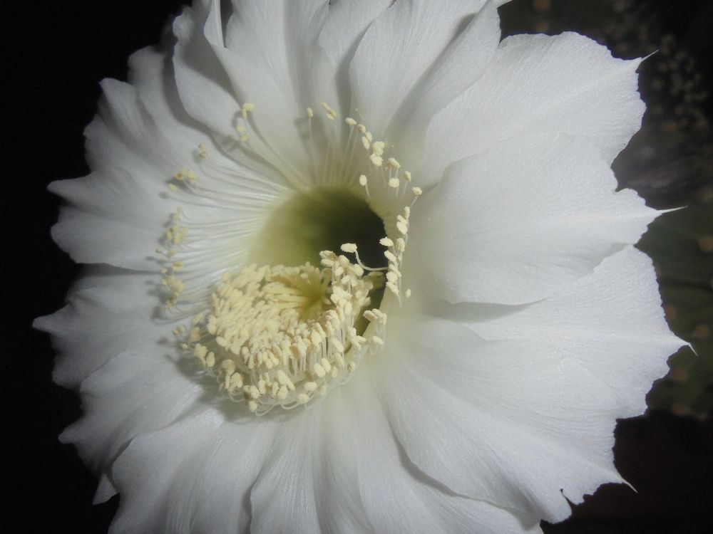 Ночная красавица