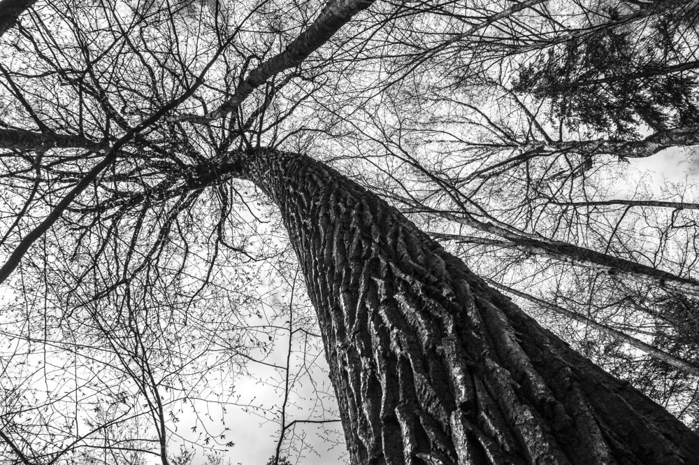 Чёрный цвет - 19