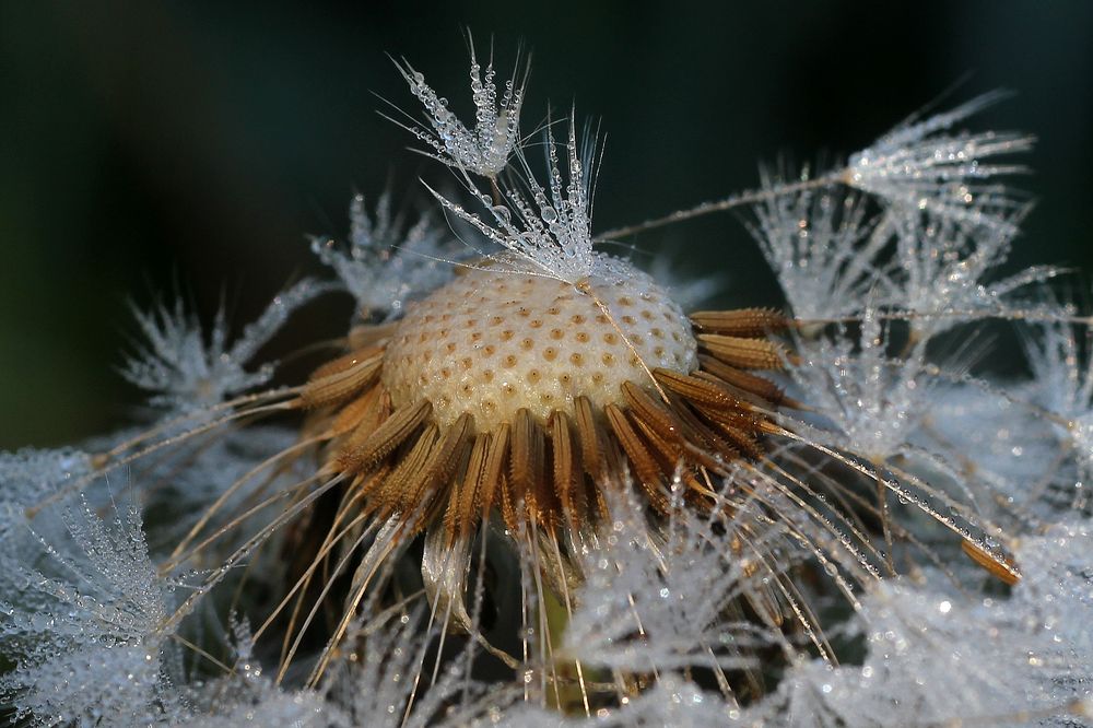 Photograph by Першин Виталий