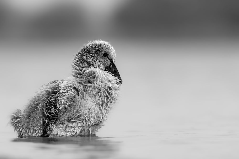 Фотография автора Kirtesh Mahant