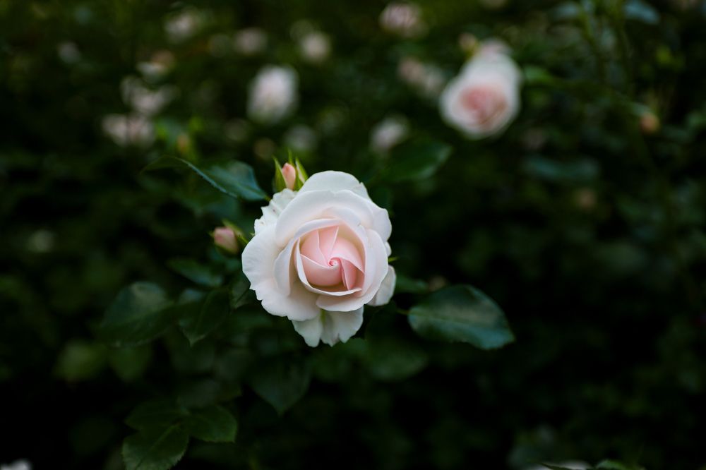 Photograph by Sergey Ivanov