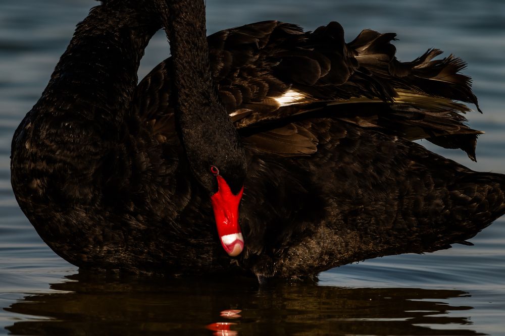 Фотография автора Kirtesh Mahant