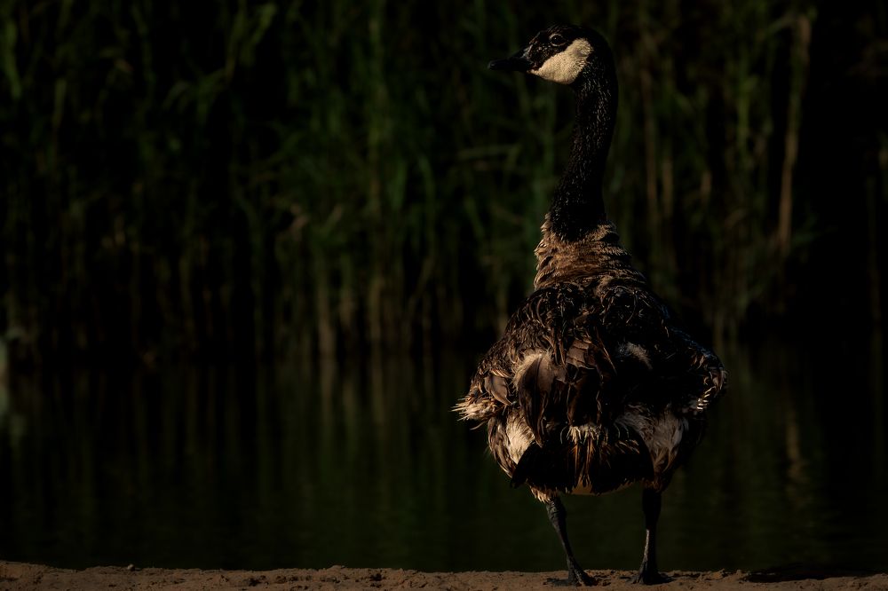 Фотография автора Kirtesh Mahant