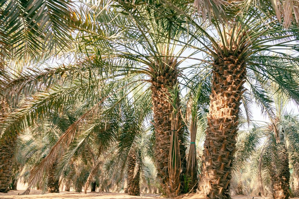 Фотография автора Kirtesh Mahant