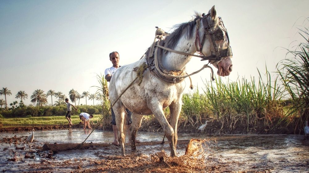 Photograph by Hesham Ebaid