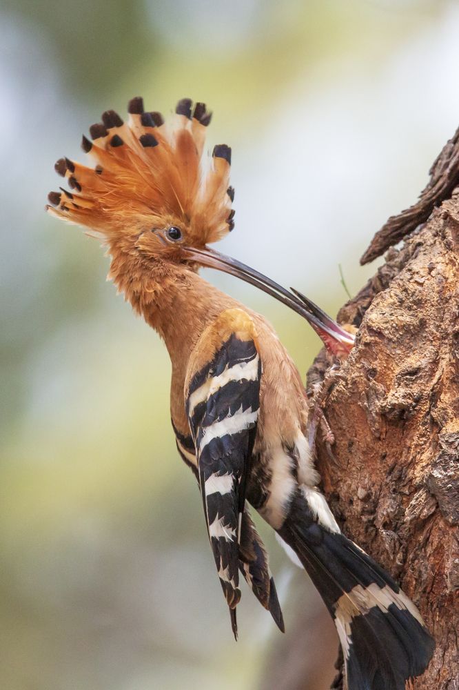 Photograph by PHONG KIEN