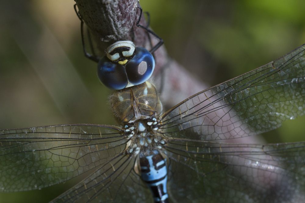 Photograph by Аlessandro