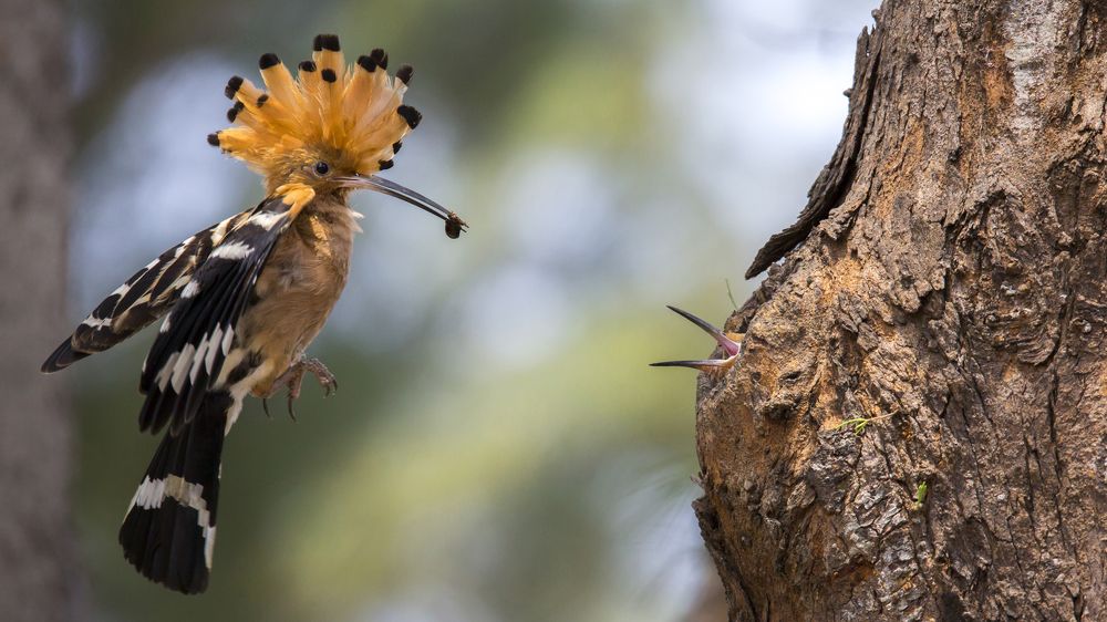 Photograph by PHONG KIEN