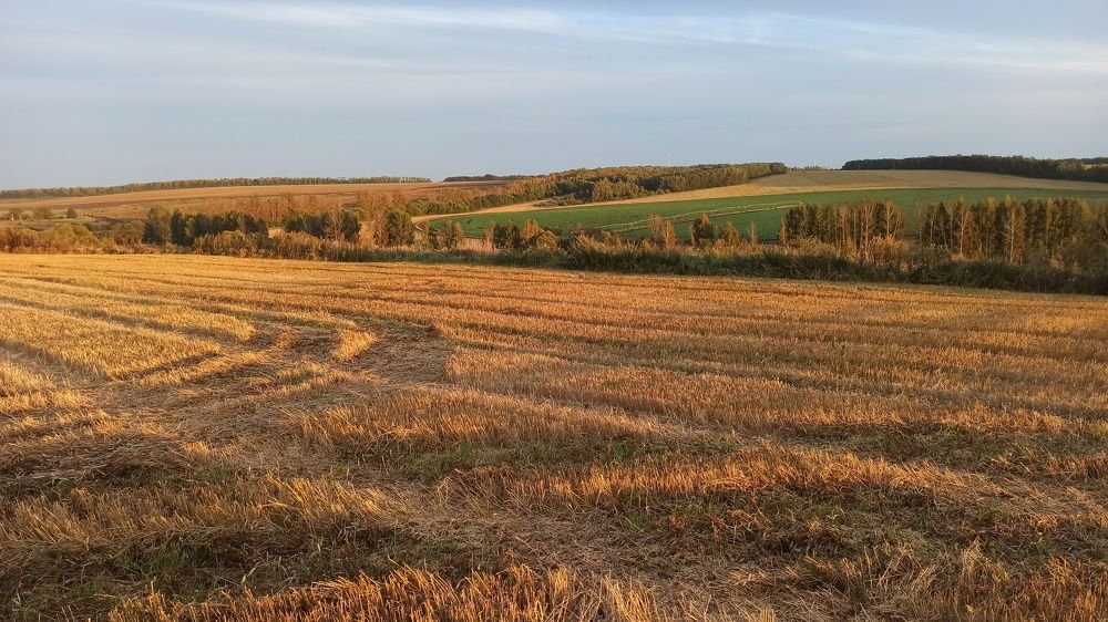 Чистое поле