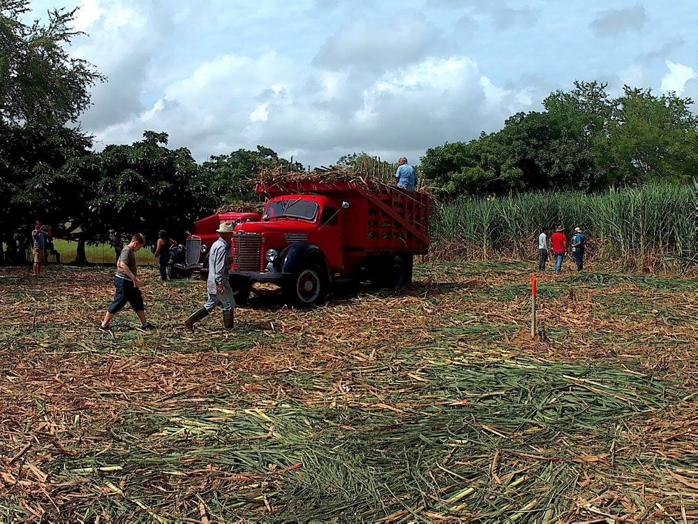Sugar Cane farm